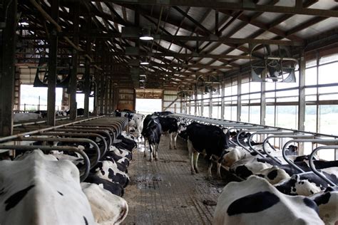 Small family <b>farms</b> (1,925,799) gross under $250,000. . Largest dairy farm in texas